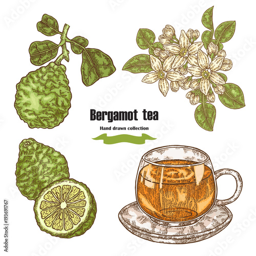 Bergamot fruits, flowers, leaves and cup of tea isolated on white background. Hand drawn set. Vector illustration