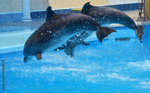 two gray dolphins jump out of the water with a lot of splashes from the pool
