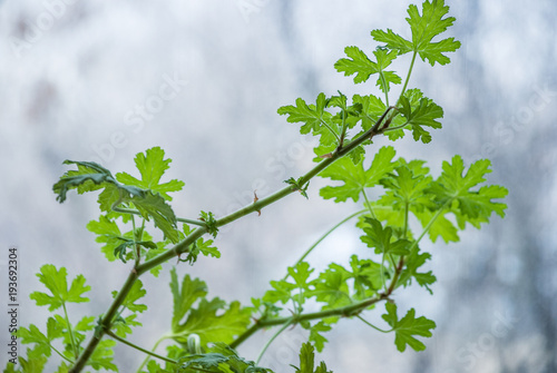 A branch of geranium with green leaves on a blurred bright blue-grey background photo