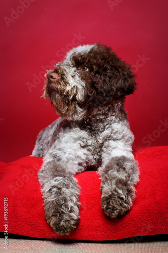 beautiful brown fluffy puppy photo