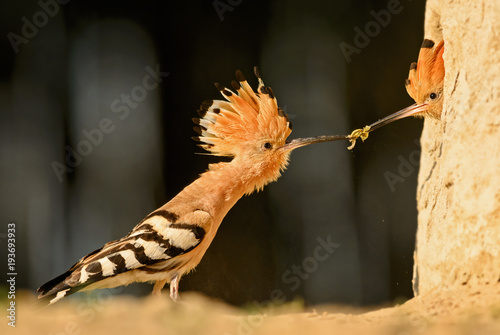 Eurasian Hoopoe - Upupa epops, beautiful orange bird from European forest. photo