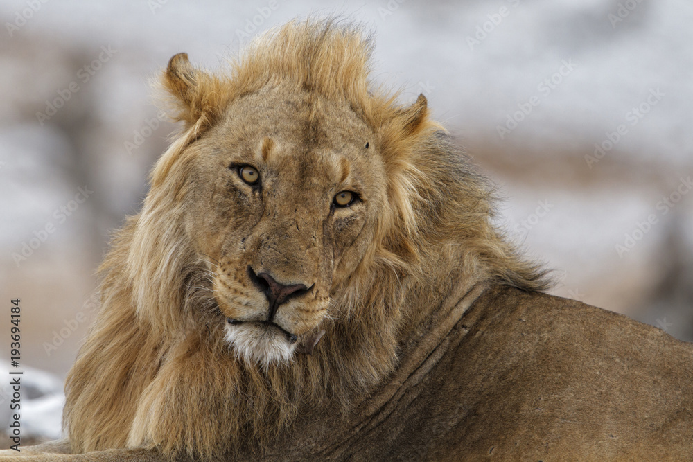 Fototapeta premium Portrait of a male lion in Etosha National Park in Namibia