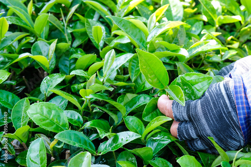 Farmer hands picking fresh green tea bud, Tea plantation agriculture, nature background