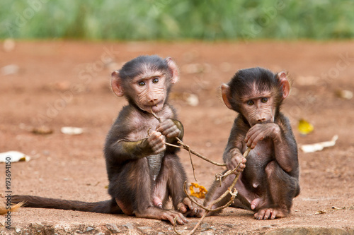 Canvas Print Two Baby Baboons playing with a small branch at the gate of  Ngorongoro Crater N
