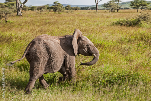 Young elephant on the plains of Serengeti National Park in Tanzania