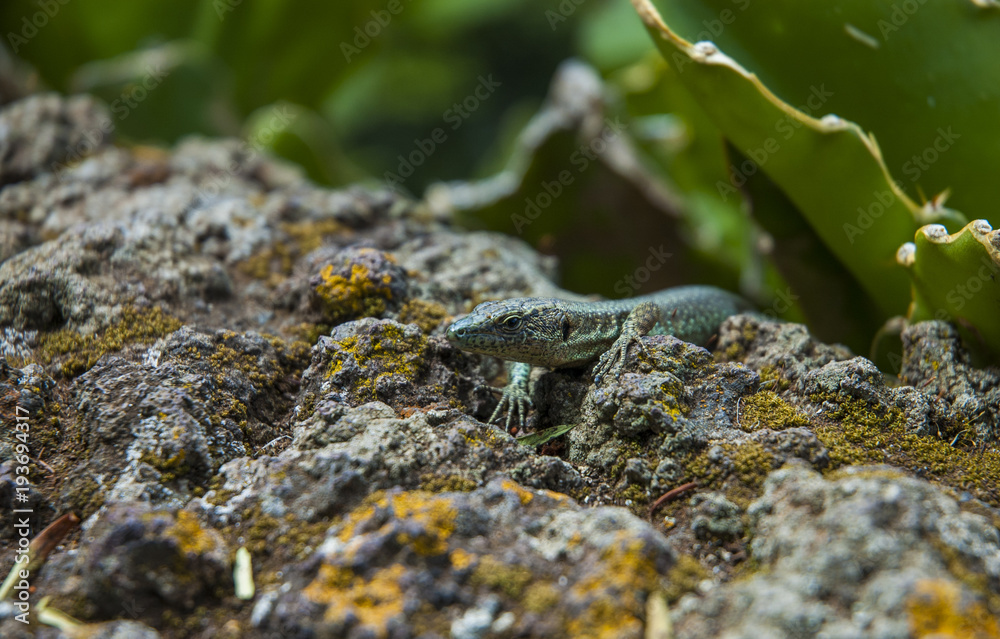 Lizard on the stones