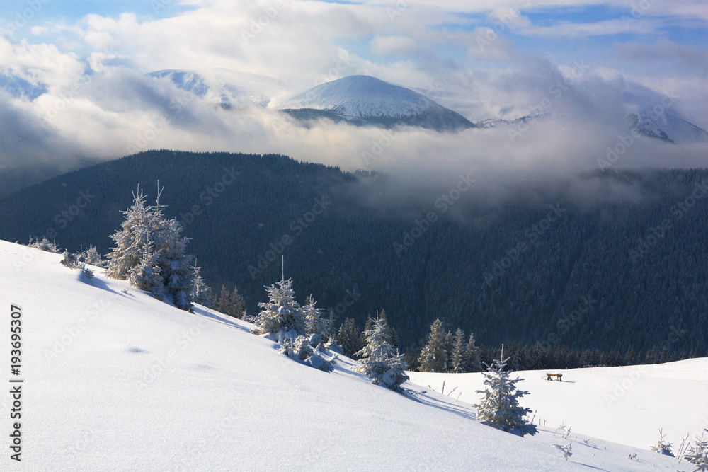 Spruce trees covered with snow and frost.