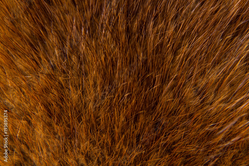 the fur of a musk rat
