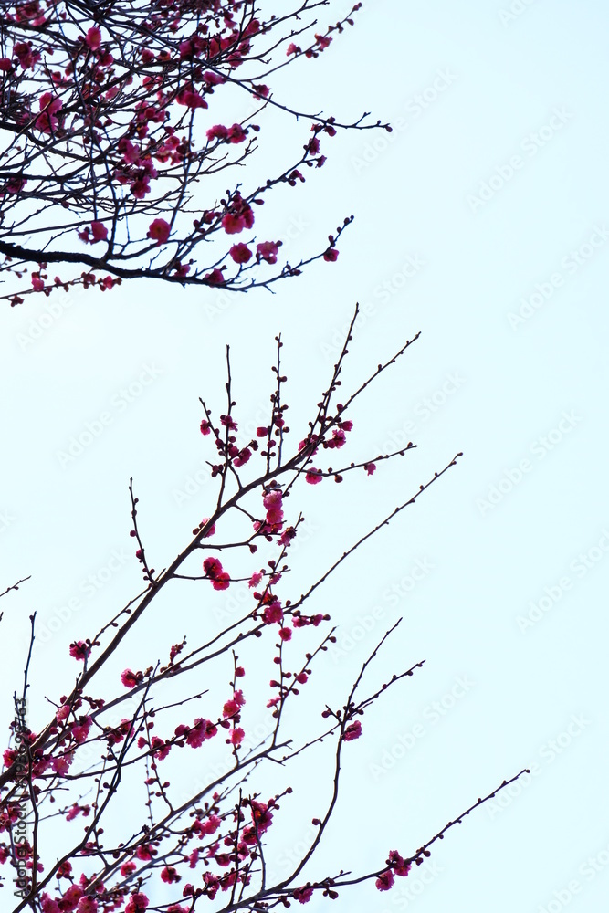 梅 梅