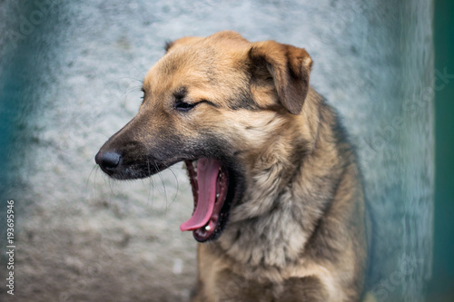  young red-haired dog yawns, dog guards an object