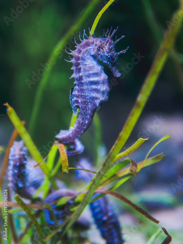 purple seahorse in the water on aquarium in oceanarium