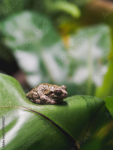 Grey little frog on tropical leaf. lisbon oceanarium