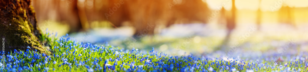 Panoramic view to spring flowers in the park. Scilla blossom on beautiful morning with sunlight in the forest in april