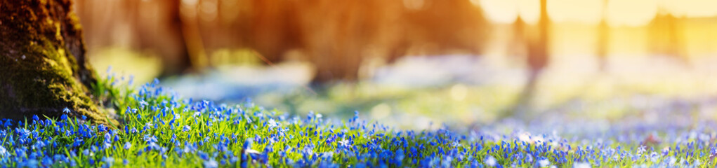 Panoramic view to spring flowers in the park. Scilla blossom on beautiful morning with sunlight in the forest in april