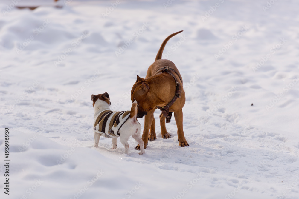 Dogs of the breed Staffordshire Terrier and Jack Russell Terrier playing in the snow. Dogs of the breed Staffordshire Terrier and Jack Russell Terrier playing in the snow.