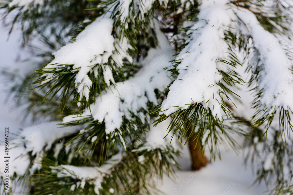 The branches of the pine are covered with white snow.