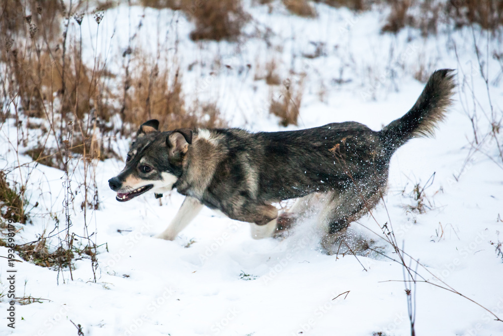 gray dog running on the snow-covered field gray dog running on the snow-covered field