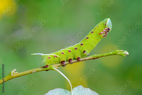 The unusual thick caterpillar of the sphingidae beautifully photo