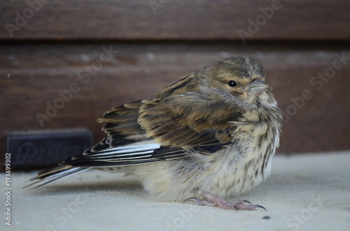 Sparrow - wróbel