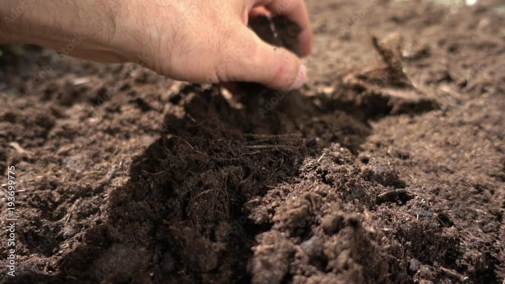 Farmer is checking soil quality before sowing wheat. Male farmer's hands holding pile of soil and examining it on fertile agricultural landscape, agronomist preparing for new crop raising season Farmer is checking soil quality before sowing wheat. Male farmer's hands holding pile of soil and examining it on fertile agricultural landscape, agronomist preparing for new crop raising season