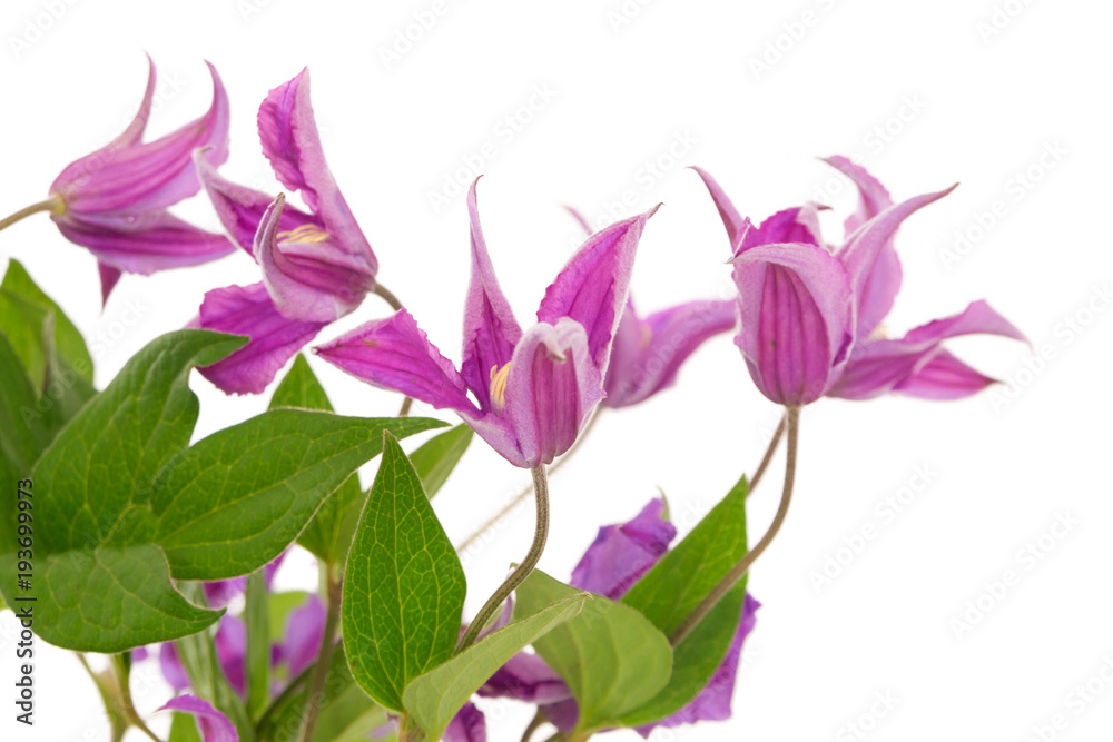 Blossoming clematis flowers against a white background. Selective focus on middle flower