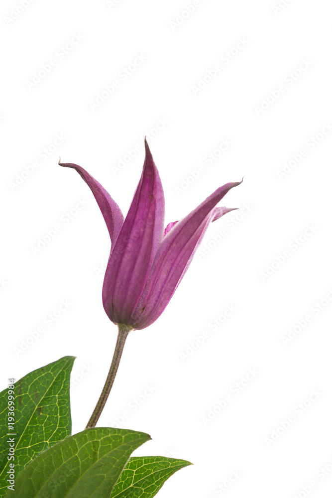 Vertical image of a clematis flower against a white background.