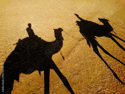 Safari Schatten
