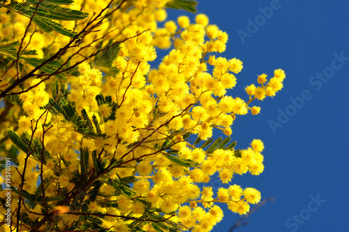 Mimosa tree branches