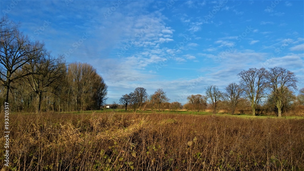 Rheinwiesen und Bäume im Winter vor blauem Himmel Rheinwiesen und Bäume im Winter vor blauem Himmel