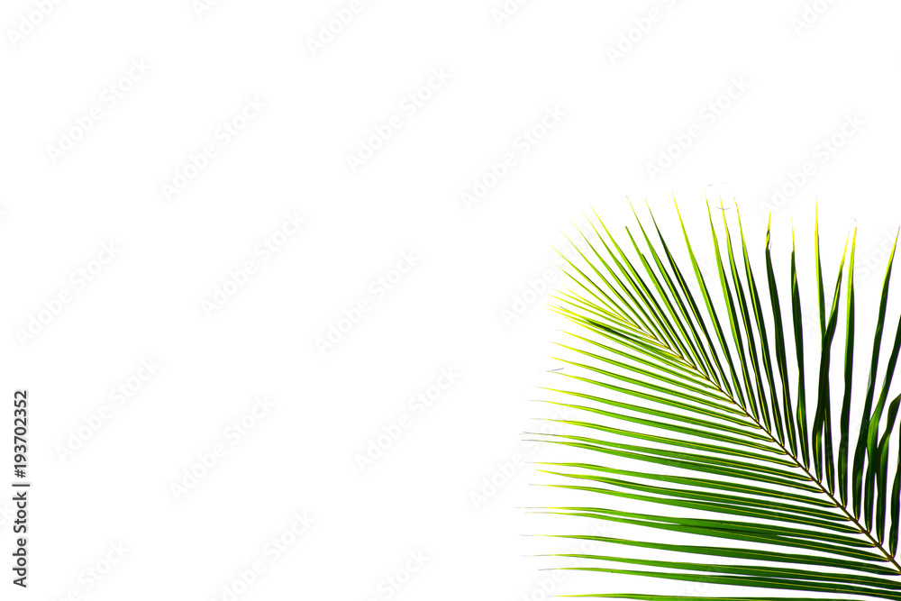 Obraz premium palm coconut leaf isolated on white background