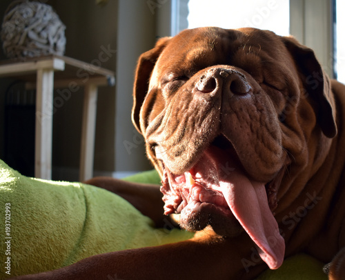 Dogue de Bordeaux heckles