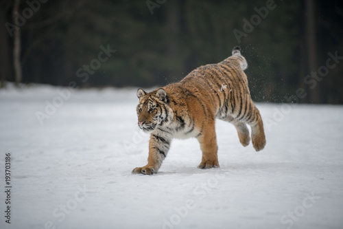 Siberian Tiger in the snow (Panthera tigris)  © vaclav