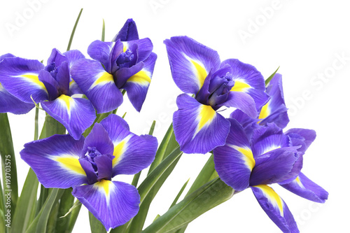 Fototapeta Naklejka Na Ścianę i Meble -  bouquet of blue irises on white background isolated