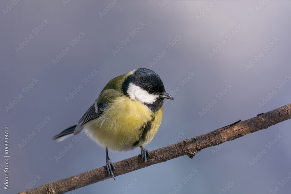 Naklejka premium The great tit (Parus major) is a passerine bird in the tit family Paridae