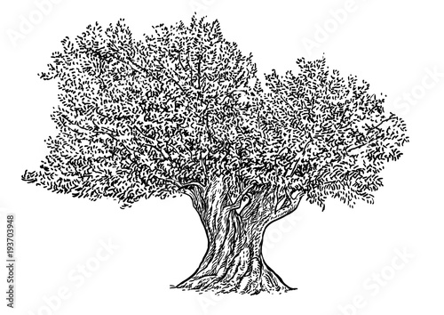 Olive tree illustration, drawing, engraving, ink, line art, vector