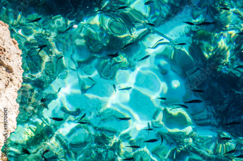 Photograph of some fish in the crystal clear waters of Menorca.
