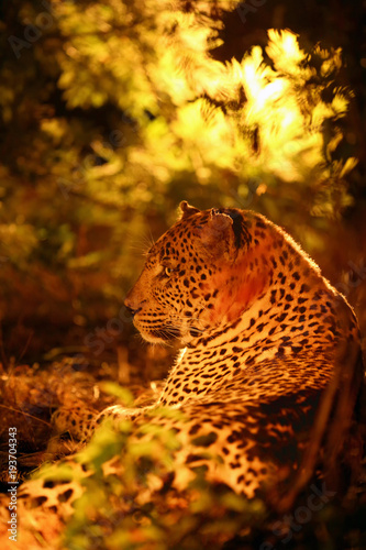 The African leopard (Panthera pardus pardus) , big male at sunrise. Portrait of a leopard lying directly against the sun. photo