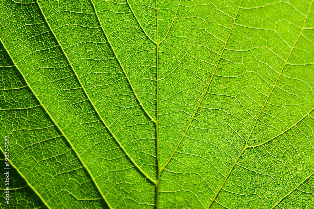 green leaf texture green leaf texture