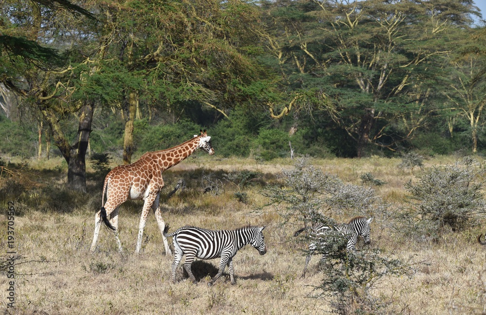 Naklejka premium Giraffe und Zebras in Kenia