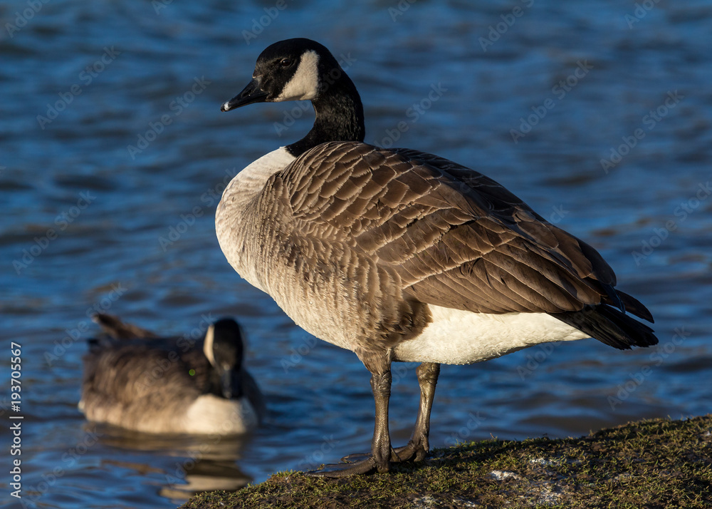Canada Goose, water bird, standing beside pond. Canada Goose, water bird, standing beside pond.