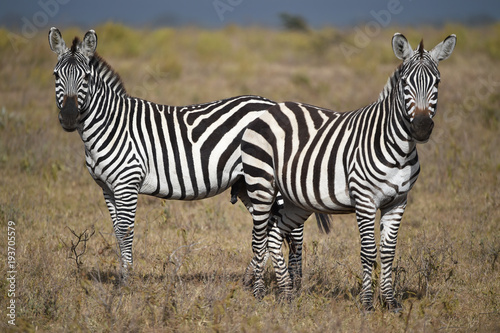 Zebras in Kenia