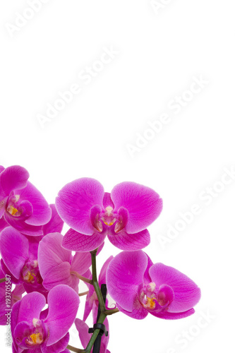 Orchideen isoliert auf weiß mit Textfreiraum