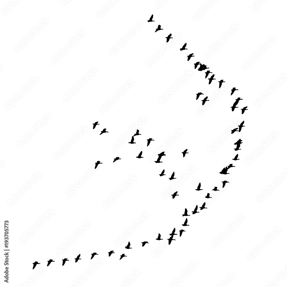 Obraz premium Greater white-fronted goose wedge in flight. Vector silhouette a flock of birds