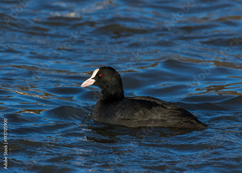 Coot, water bird, swimming in water.