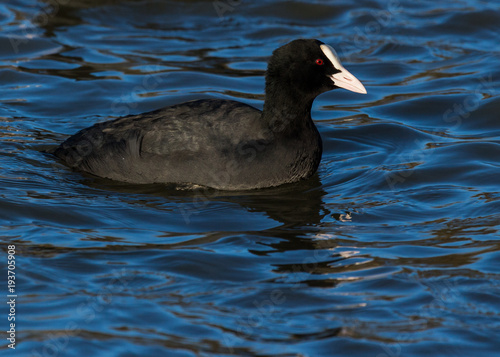 Coot, water bird, swimming in water. © coxy58