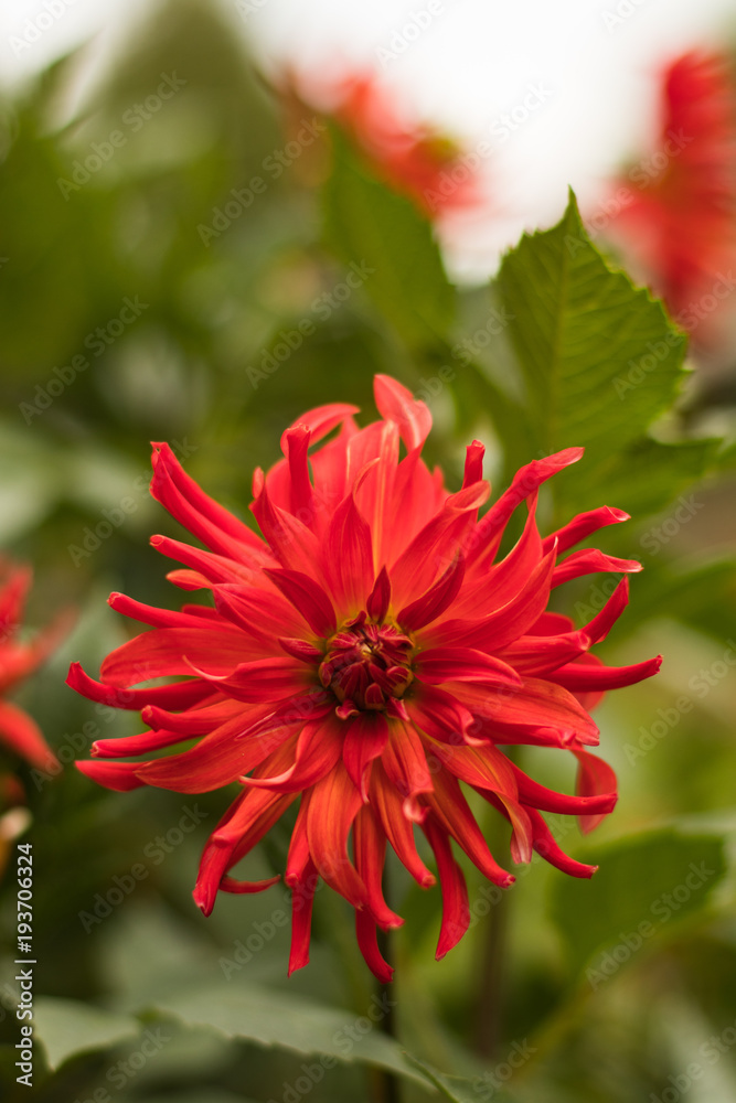 Blooming red flower Blooming red flower