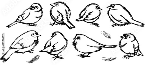 set of contours of birds. cartoon sparrows with big eyes in black color drawn in different poses and a few individual feathers