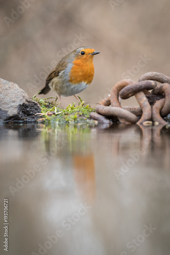Robin - Rainham Marshes © David