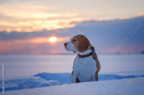 Beagle dog at sunset in winter