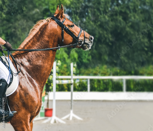 Man in white uniform and sorrel horse at show jumping competition. Equestrian sport background. Dressage horse during equestrian showjumping.